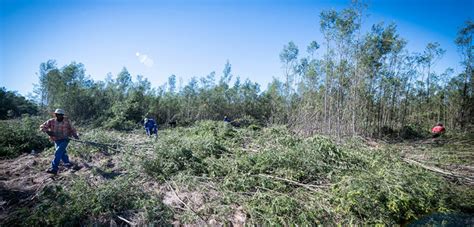 Image result for Alien Removal