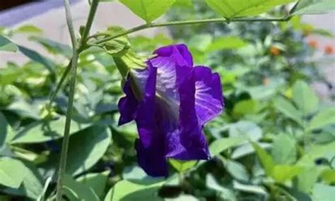 Aparajita Benefits: ଅପରାଜିତାର ଉପକାରିତା; ଦୂର କରିବ କ୍ୟାନ୍ସର ସମସ୍ୟା ...