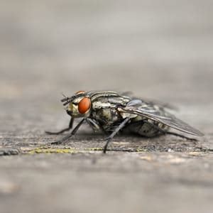 How to prevent blow flies in your home
