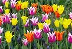 Image result for Bunnies and Flowers