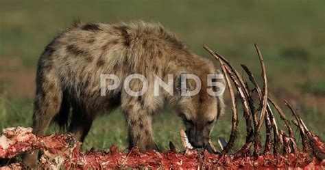 Python Eats Hyena 的图像结果