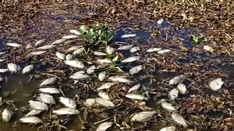 Work to remove dead fish from KRP dam in TN begins