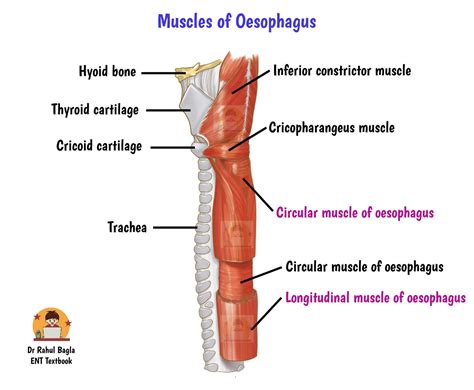 Anatomy of Oesophagus - Structure, Layers and Sphincters of the oesophagus