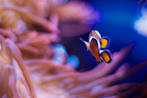 Image result for Finding Nemo Fish Net