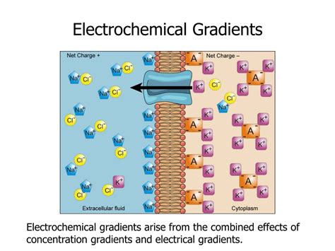 How Do Electrochemical Gradients Work at Susan Tucker blog