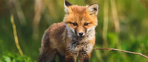 Download wallpaper 2560x1080 fox cub, fox, animal, cute, wildlife dual ...