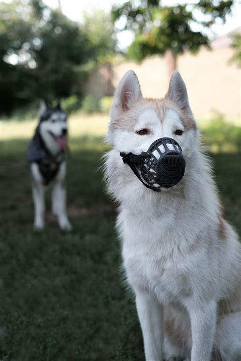 Image result for Dogs Barking