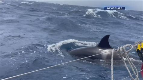 Orca whales captured on camera randomly attacking boats | cbs8.com