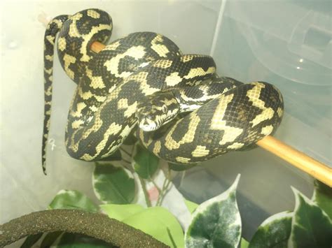 Image result for Red Jungle Python