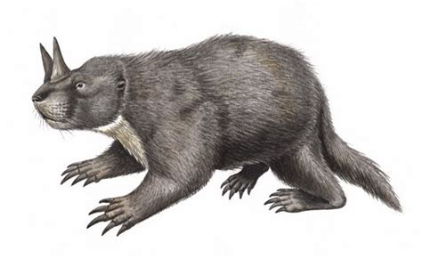 Art illustration - Prehistoric Mammals - Ceratogaulus: is a genus of extinct rodent fossorial ...