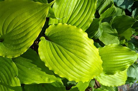 Image result for Python Sunset Solution