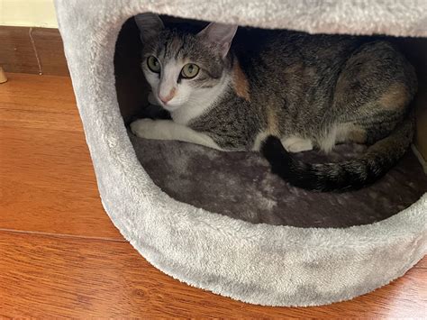 CAT -2000 Wood Cat House (Grey, Xl) : Amazon.in: Pet Supplies