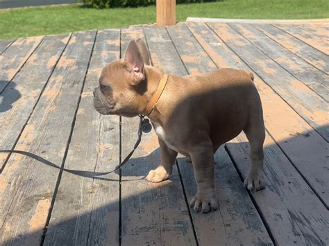 French Bulldog (Frenchie) Puppies For Sale In Wisconsin
