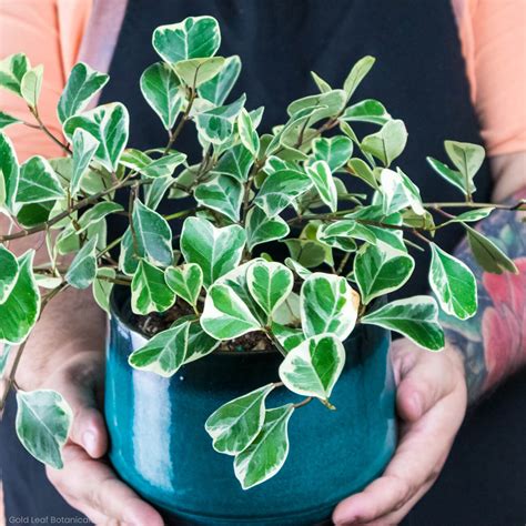 Image result for Ficus Triangularis Variegata Humidity