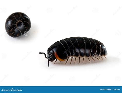 Armadillidium Woodlouse - Aka Pill Bug, Roly Poly, Macro Stock Photo ...