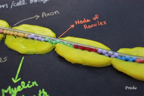 Neuron Model Project 的图像结果