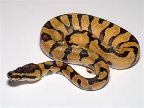 Image result for Enchi Royal Python