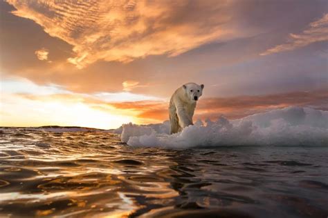 熊出没！2050年冰川消融 有些熊一旦错过就不在？