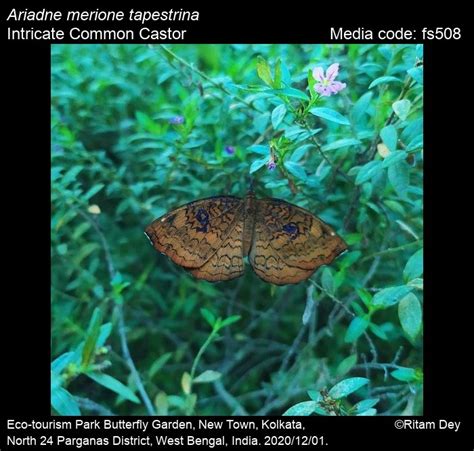 Ariadne merione | Butterfly