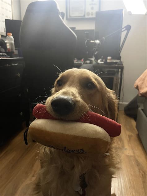 What do you feed your golden? Preface: I am not loyal or promoting any ...