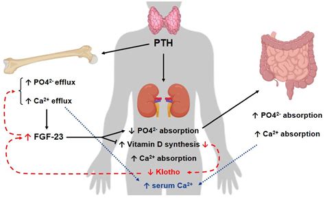 Klotho and Mesenchymal Stem Cells: A Review on Cell and Gene Therapy ...