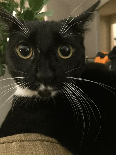 My cat has a 1000 yard stare : r/cats