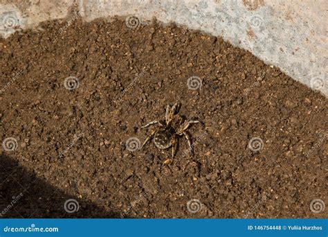 Bouncing Spider Tarantula Digs a Hole in the Ground. Wolf Spider Nest ...