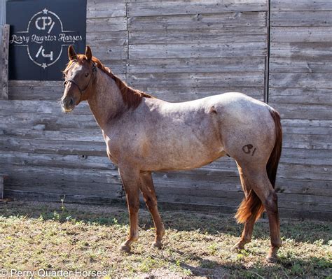 Quarter Horse Red Roan