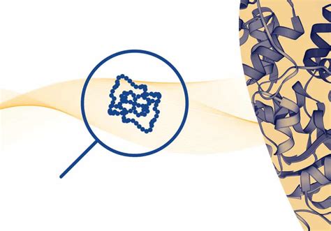 Intact Protein Deconvolution Chromeleon 的图像结果