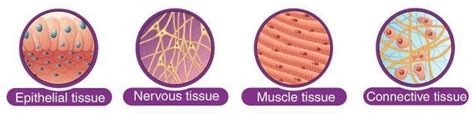 Draw a diagram to show epithelial and connective tissue with its ...