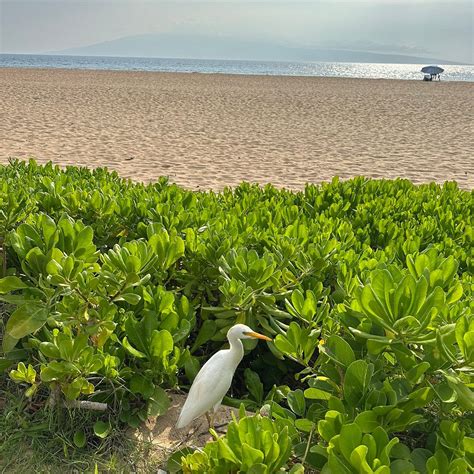 MARRIOTT'S MAUI OCEAN CLUB - MOLOKAI, MAUI & LANAI TOWERS (Lahaina ...