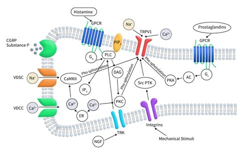 Trpv1structure Illustration 的图像结果