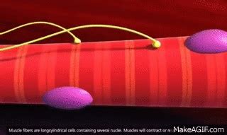 Image result for Mucscl Contraction Animation