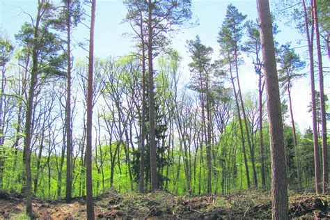 Rheinland-Pfalz: Pachtpreise auf neuem Höchststand | agrarheute.com