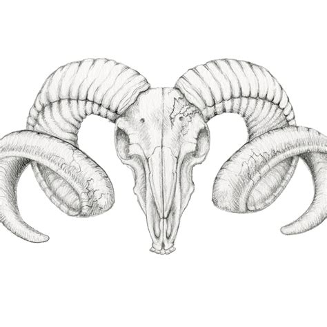 Aries Drawing Image - Drawing Skill