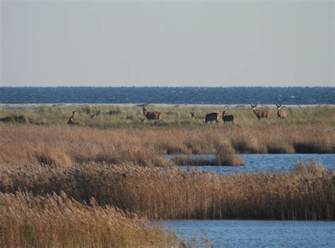 WWF adventure tour: The Darß - a unique coastal landscape