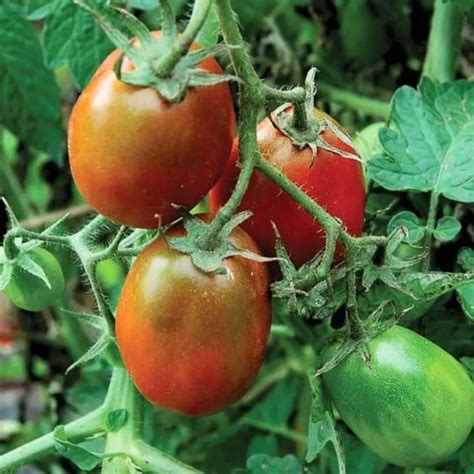 Buy Golden Hills Black Plum Tomato Seeds for Unique & Flavorful ...