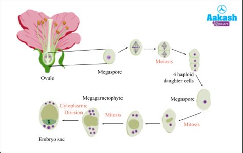 Angiosperms Characteristics, Features & Reproductive events | AESL