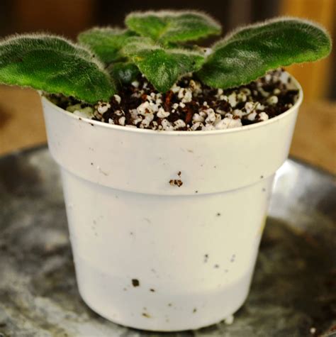 How Often To Change African Violet Potting Soil Mix & Why? – Baby Violets