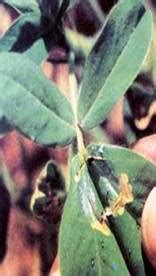 ORGANIC FARMING :: Home