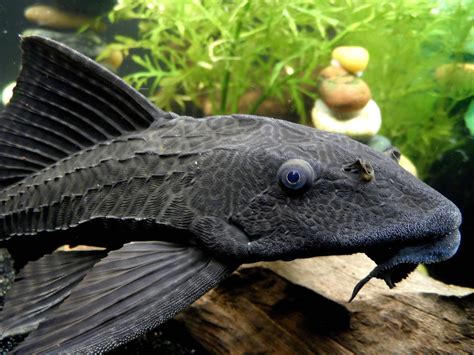 Overview of Plecostomus (Suckermouth Catfish) - Memfish dot net ...