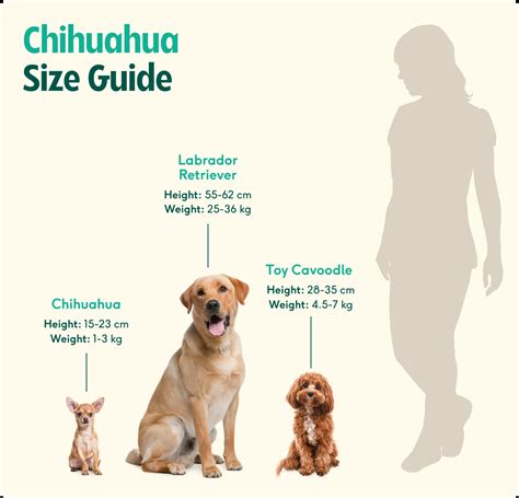 Chihuahua breed insights: care, personality & expert tips | Lyka Blog