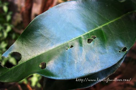 Image result for How to Control Leaf Cutter Bees