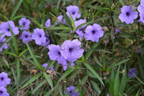 紫色满天星的花语是什么?紫色满天星的寓意和象征-花卉百科-中国花木网
