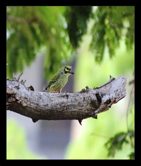CSIR-NEERI Biodiversity Portal