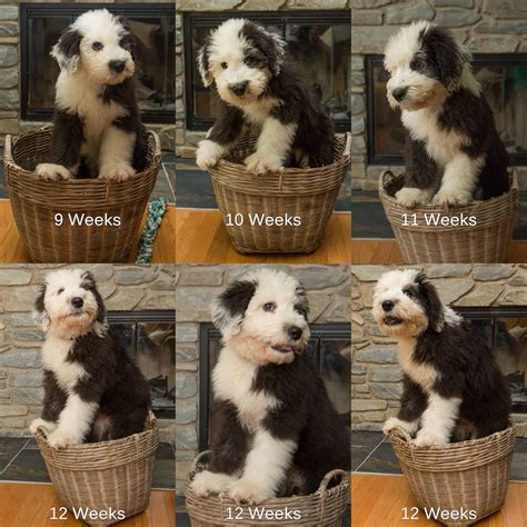 Bernedoodle size full grown how big do bernedoodles get tiny mini ...
