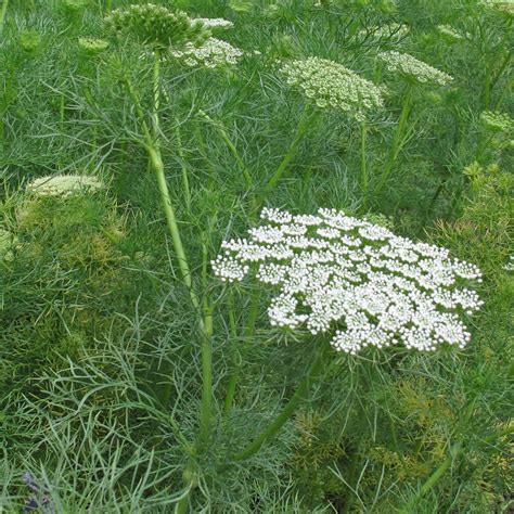 Khella / Toothpick-Plant (Ammi visnaga) seeds