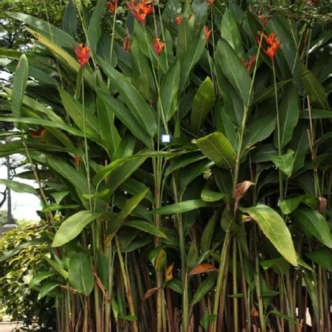 Heliconia Psittacorum 4-6 ft. - Heliconia - Heliconia Psittacorum ...