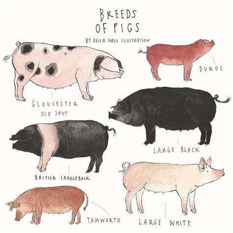 Print Breeds of Pigs - Etsy Ireland