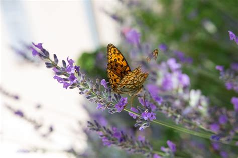 Medea - house Medea (Ustrine - Island Cres) @ Island Losinj - ASL Agency